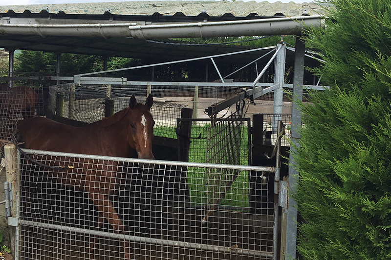 Marcheur 5 chevaux